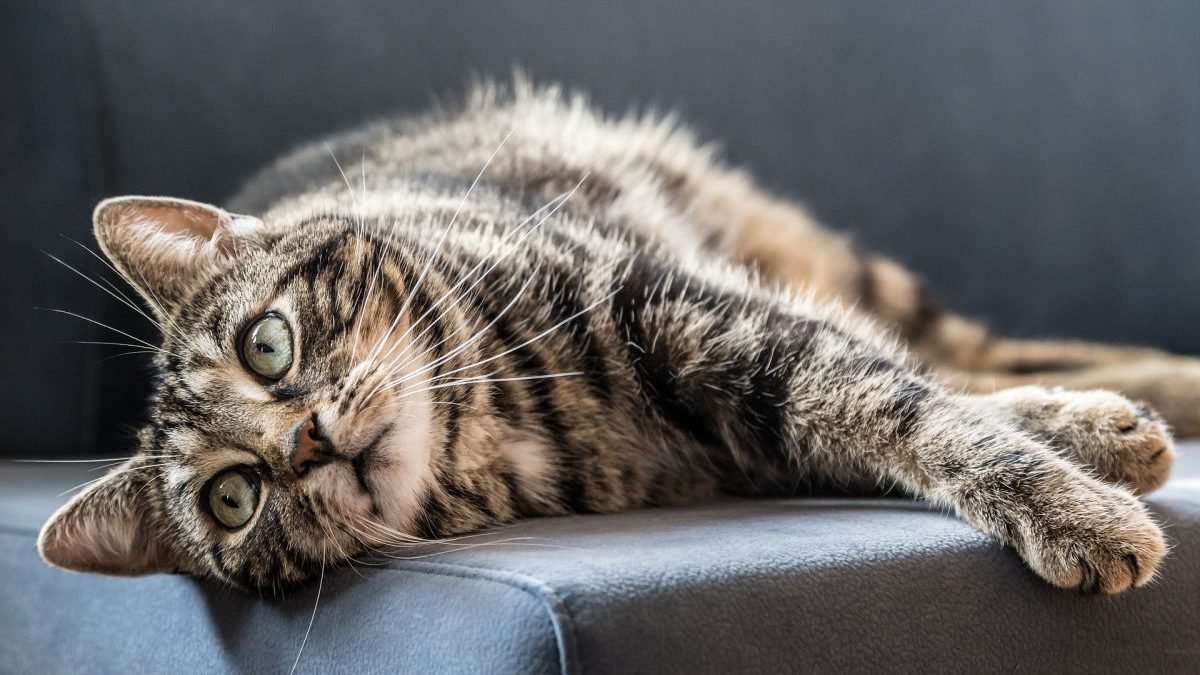 Kenali Ciri ciri Kucing Cacingan Jangan Sampai Terlambat